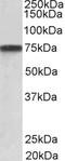 Granulin Precursor antibody, LS-C154960, Lifespan Biosciences, Western Blot image 