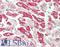 Voltage Dependent Anion Channel 1 antibody, LS-B11740, Lifespan Biosciences, Immunohistochemistry frozen image 