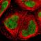 Forkhead Box J2 antibody, HPA008723, Atlas Antibodies, Immunofluorescence image 