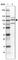 Trimethylguanosine Synthase 1 antibody, HPA025024, Atlas Antibodies, Western Blot image 