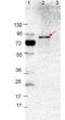 Outer surface protein VlsE antibody, orb344688, Biorbyt, Western Blot image 