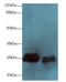 SERTA Domain Containing 1 antibody, LS-C379916, Lifespan Biosciences, Western Blot image 