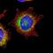 SSRA antibody, PA5-52811, Invitrogen Antibodies, Immunofluorescence image 