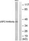 Upstream Transcription Factor 2, C-Fos Interacting antibody, TA314665, Origene, Western Blot image 