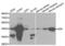 Adenosine Deaminase antibody, abx000962, Abbexa, Western Blot image 