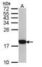 C-X-C Motif Chemokine Ligand 13 antibody, PA5-28827, Invitrogen Antibodies, Western Blot image 