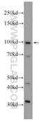 Coiled-Coil Domain Containing 40 antibody, 25049-1-AP, Proteintech Group, Western Blot image 