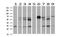 Homeobox C11 antibody, NBP2-00499, Novus Biologicals, Western Blot image 