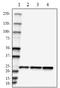 DJ-1 antibody, 851504, BioLegend, Western Blot image 