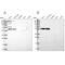 Serum Amyloid A Like 1 antibody, NBP1-83447, Novus Biologicals, Western Blot image 