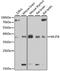 MTOR Associated Protein, LST8 Homolog antibody, A13599, ABclonal Technology, Western Blot image 