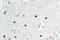 MutS Homolog 6 antibody, LS-C176981, Lifespan Biosciences, Immunohistochemistry frozen image 