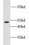 G Protein-Coupled Receptor 137B antibody, FNab03595, FineTest, Western Blot image 
