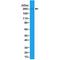 Acetyl-CoA Carboxylase Alpha antibody, M01802-1, Boster Biological Technology, Western Blot image 