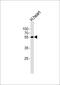 Syndapin 1 antibody, MBS9208200, MyBioSource, Western Blot image 