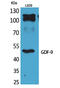 Growth Differentiation Factor 9 antibody, STJ96666, St John