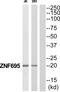 Zinc Finger Protein 695 antibody, PA5-39569, Invitrogen Antibodies, Western Blot image 
