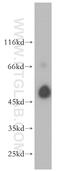 ALG1 Chitobiosyldiphosphodolichol Beta-Mannosyltransferase antibody, 12872-1-AP, Proteintech Group, Western Blot image 