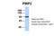 PWP2 Small Subunit Processome Component antibody, A11997, Boster Biological Technology, Western Blot image 