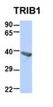 Tribbles Pseudokinase 1 antibody, orb330687, Biorbyt, Western Blot image 