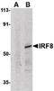 Interferon Regulatory Factor 8 antibody, LS-B578, Lifespan Biosciences, Western Blot image 