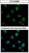 Inositol Hexakisphosphate Kinase 2 antibody, GTX107886, GeneTex, Immunocytochemistry image 