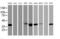 PDLI2 antibody, MA5-25505, Invitrogen Antibodies, Western Blot image 
