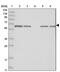 Family With Sequence Similarity 114 Member A2 antibody, PA5-57441, Invitrogen Antibodies, Western Blot image 