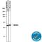 MCH receptor 1 antibody, MAB7938, R&D Systems, Western Blot image 