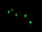 THAP Domain Containing 6 antibody, LS-C175203, Lifespan Biosciences, Immunofluorescence image 