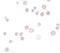 FRAS1-related extracellular matrix protein 1 antibody, PA5-20981, Invitrogen Antibodies, Immunocytochemistry image 