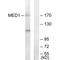 Mediator Complex Subunit 1 antibody, A00550, Boster Biological Technology, Western Blot image 