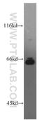 Interferon Regulatory Factor 2 Binding Protein 1 antibody, 13698-1-AP, Proteintech Group, Western Blot image 