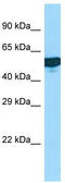 Complement C1r Subcomponent Like antibody, TA331909, Origene, Western Blot image 