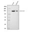 Potassium Voltage-Gated Channel Subfamily H Member 2 antibody, A00781-3, Boster Biological Technology, Western Blot image 
