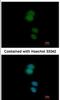 Zinc Finger Protein 584 antibody, NBP2-21029, Novus Biologicals, Immunocytochemistry image 