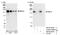 SR-Related CTD Associated Factor 8 antibody, NB100-55330, Novus Biologicals, Western Blot image 