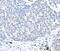 Ubiquitin Specific Peptidase 28 antibody, A300-898A, Bethyl Labs, Immunohistochemistry frozen image 