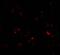 DEAD-Box Helicase 3 X-Linked antibody, 3757, ProSci, Immunofluorescence image 
