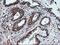 Rhotekin antibody, MA5-26050, Invitrogen Antibodies, Immunohistochemistry frozen image 
