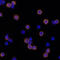 Integrin Subunit Beta 2 antibody, AF1730, R&D Systems, Western Blot image 