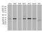 Mitochondrial Ribosomal Protein L44 antibody, M10898, Boster Biological Technology, Western Blot image 