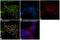 Spectrin Alpha, Non-Erythrocytic 1 antibody, PA5-35383, Invitrogen Antibodies, Immunofluorescence image 