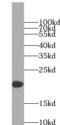 CD3g Molecule antibody, FNab01460, FineTest, Western Blot image 