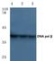 DNA Polymerase Beta antibody, A01946, Boster Biological Technology, Western Blot image 