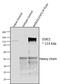 Signal Transducer And Activator Of Transcription 2 antibody, 44-362G, Invitrogen Antibodies, Immunoprecipitation image 