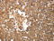 Solute Carrier Family 22 Member 6 antibody, CSB-PA163258, Cusabio, Immunohistochemistry paraffin image 