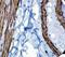Actin Alpha 2, Smooth Muscle antibody, LS-C311922, Lifespan Biosciences, Immunohistochemistry paraffin image 