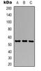 G1 To S Phase Transition 1 antibody, LS-C368863, Lifespan Biosciences, Western Blot image 