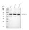 Aldehyde Dehydrogenase 7 Family Member A1 antibody, PB10038, Boster Biological Technology, Western Blot image 